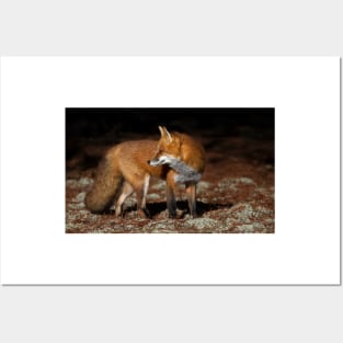 Red Fox - Algonquin Park, Canada Posters and Art